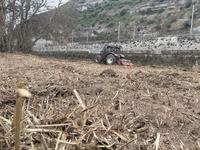 L'Ajuntament de Manresa afronta la retirada més gran de canyars al riu Cardener per recuperar el bosc de ribera autòcton